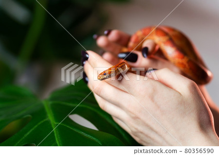 Corn snake wrapped around woman hand Corn snake wrapped around woman hand 80356590