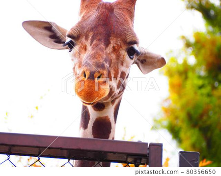 相機長頸鹿的眼睛 80356650