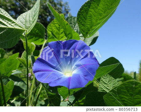 Morning glory morning glory morning glory Morning glory morning glory morning glory 80356713