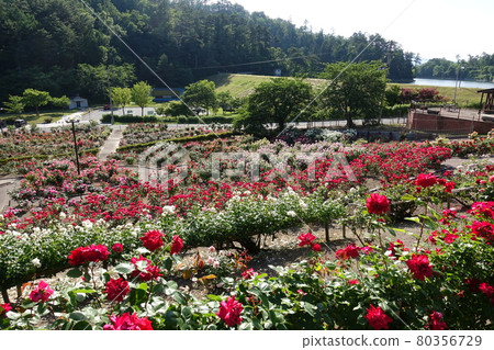 盛開的玫瑰 玫瑰 東澤玫瑰公園 80356729