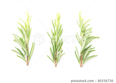Branch of rosemary isolated on white background. Evergreen shrubs Branch of rosemary isolated on white background. Evergreen shrubs 80356730