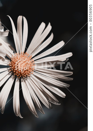 Symphyotrichum novae-angliae is a species of flowering plant in the daisy family (Asteraceae) commonly known as New England aster, hairy Michaelmas-daisy, or Michaelmas daisy. Aster flower, close-up. 80356905