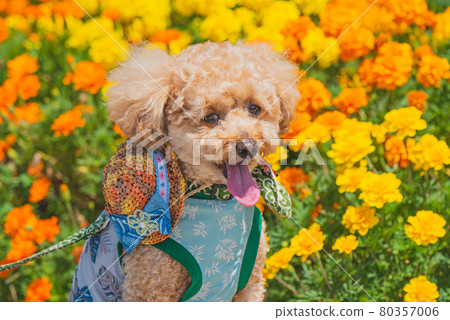 Flowers and dogs Flowers and dogs 80357006