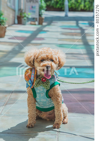 Umbrella sky and dog 80357276