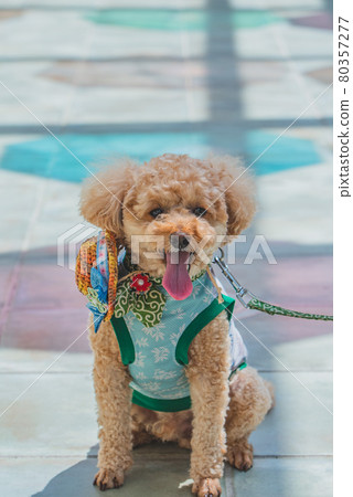 Umbrella sky and dog Umbrella sky and dog 80357277