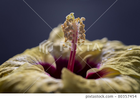Macro photo of flowers. The author hopes viewers can see the beauty of flowers. Macro photo of flowers. The author hopes viewers can see the beauty of flowers. 80357454