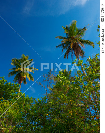 Looking up at palm trees and blue sky (Khaorak, Phang Nga Province, Kingdom of Thailand) Looking up at palm trees and blue sky (Khaorak, Phang Nga Province, Kingdom of Thailand) 80357869