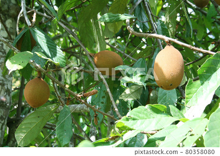 Cupuaçu, a tropical fruit tree from the Amazon, Brazil 80358080