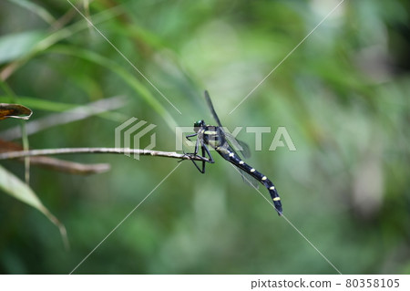 Large dragonfly [Kooniyama] 80358105