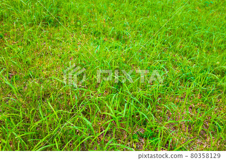 Beautiful green grass that grows blue 80358129