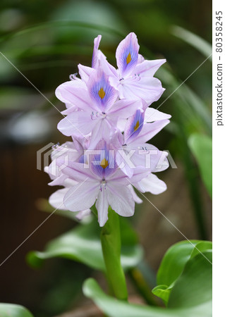 水生植物水葫蘆(Aoi Nunobukuro) 水生植物水葫蘆(Aoi Nunobukuro) 80358245