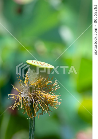男鹿荷花的雄蕊和果實 80358263
