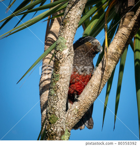 Rare native parrot sitting in between tree branches. Shot made on Ulva Island, Stewart Island Rakiura area, New Zealand 80358392