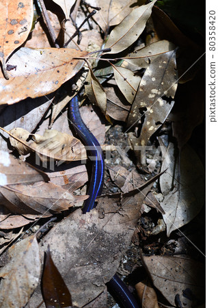 Summer Siebold's Earthworm Summer Siebold's Earthworm 80358420