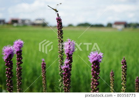 夏花 Liatris 80358773