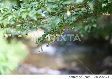 安息香的藍色果實 80358871