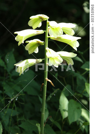 Cardiocrinumcordifolia Yuri Ezobayuri Cardiocrinumcordifolia Yuri Ezobayuri 80358968