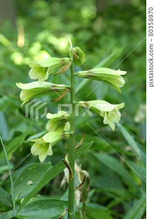 Cardiocrinum cordifolia Yuri Ezobayuri 80358970