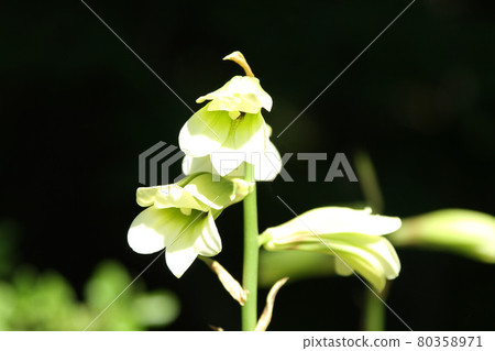 Cardiocrinum cordifolia Yuri Ezobayuri Cardiocrinum cordifolia Yuri Ezobayuri 80358971