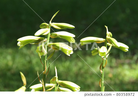 Cardiocrinumcordifolia Yuri Ezobayuri 80358972