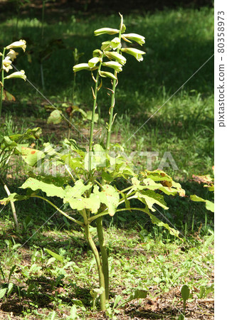 Cardiocrinumcordifolia Yuri Ezobayuri 80358973