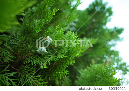 Japanese cypress fruit 80359021