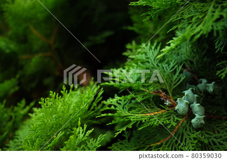 日本扁柏果實 80359030