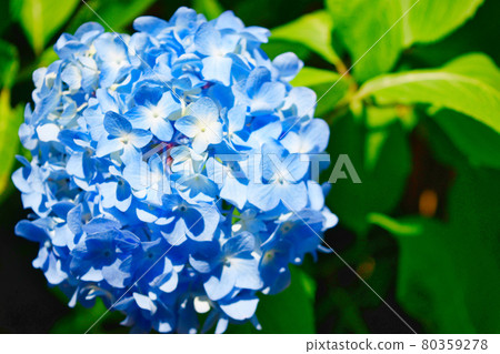鎌倉明月院的美麗繡球花 80359278
