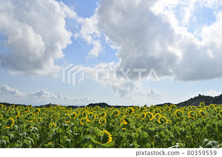 Sun Flower Sun Flower 80359559