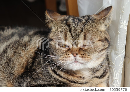 Flowers endure mushy nose cat American Shorthair Brown Tabby 80359776
