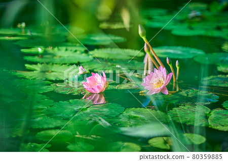 Lotus flower 80359885