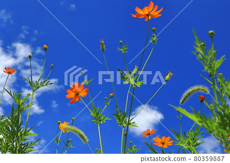 In the azure sky 80359887