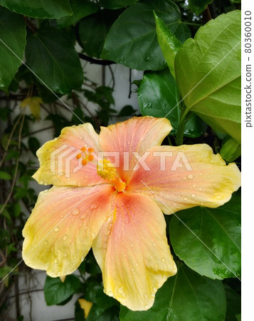 Hibiscus 2 blooming in the rain Okinawa 80360010