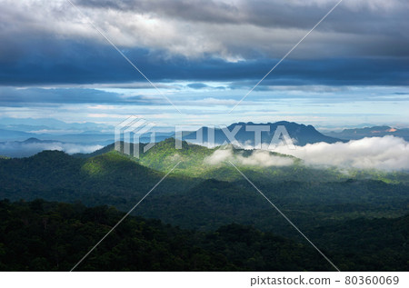 Fog in forest. Fog in forest. 80360069