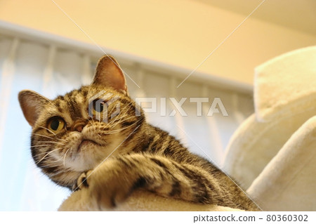 American Shorthair Brown Tabby with an excited look on the cat tower 80360302