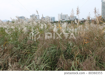 Kogawa riverbed in Daejeon, South Korea Kogawa riverbed in Daejeon, South Korea 80360355
