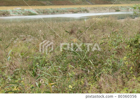 Kogawa riverbed in Daejeon, South Korea Kogawa riverbed in Daejeon, South Korea 80360356