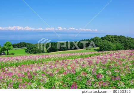 Awaji Hanasajiki, Awaji Island, Hyogo Prefecture (viewing the southern part of Osaka) 80360395