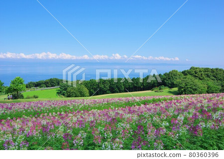 兵庫縣淡路島淡路花敷（俯瞰大阪南部） 80360396