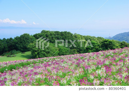 Awaji Hanasajiki, Awaji Island, Hyogo Prefecture Awaji Hanasajiki, Awaji Island, Hyogo Prefecture 80360401