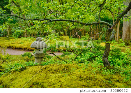 Japanese garden, Park Clingendael, The Hague, Netherlands Japanese garden, Park Clingendael, The Hague, Netherlands 80360632