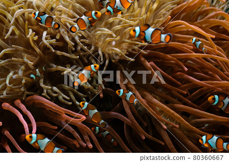 Clown Anemonefish Amphiprion ocellaris Clown Anemonefish Amphiprion ocellaris 80360667