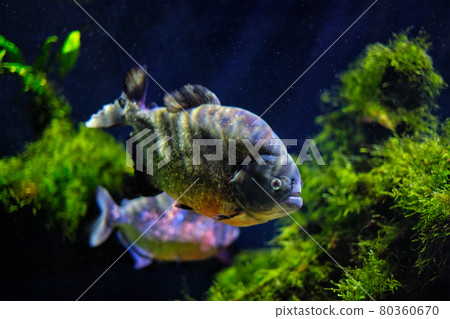 Red-bellied piranha red piranha Red-bellied piranha red piranha 80360670