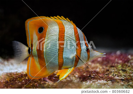 Copperband butterflyfish Chelmon rostratus 80360682