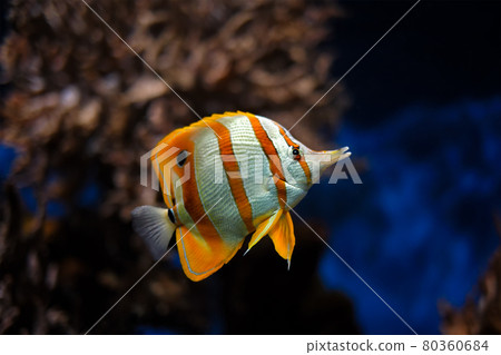 Copperband butterflyfish Chelmon rostratus 80360684
