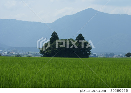 Cat forest in Ono City, Fukui Prefecture Cat forest in Ono City, Fukui Prefecture 80360956