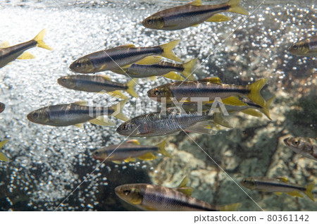 Aquarium is fun 80361142