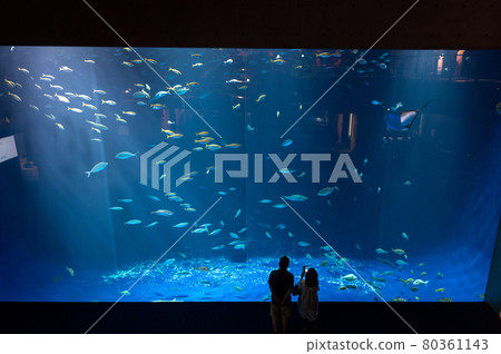 Aquarium is fun 80361143