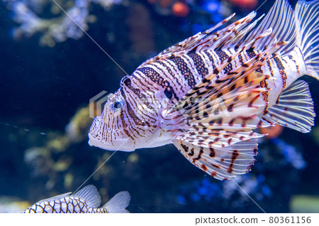 水族館很有趣 80361156