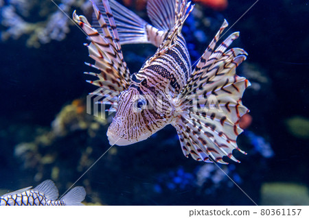 水族館很有趣 80361157